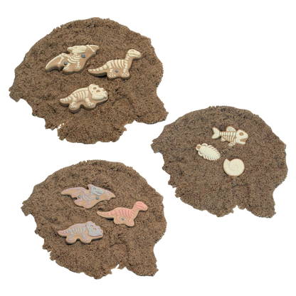 Fossil Discovery Pack – Set of 3